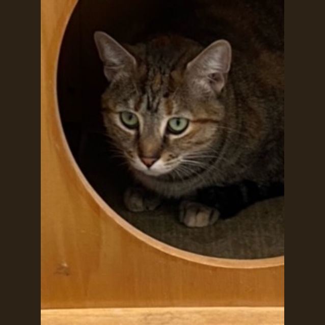 Photo of C1003 Millie