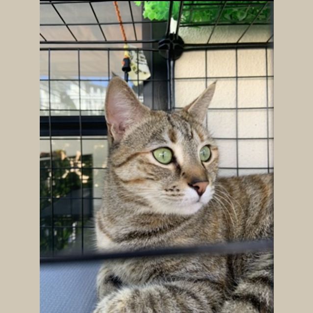 Photo of C1003 Millie