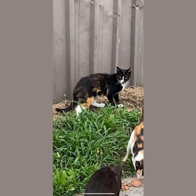 Photo of Callie