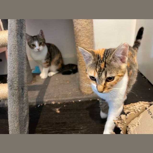Photo of Clover 
