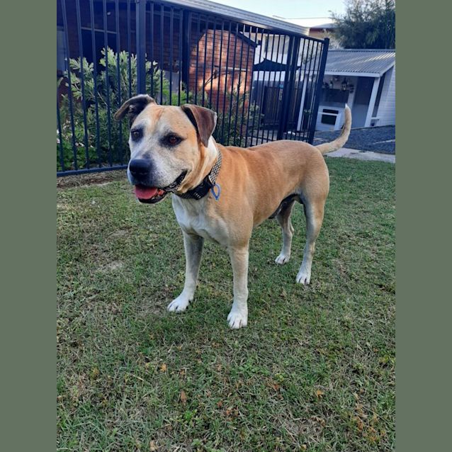 Photo of Bro *$150 Adoption Fee*