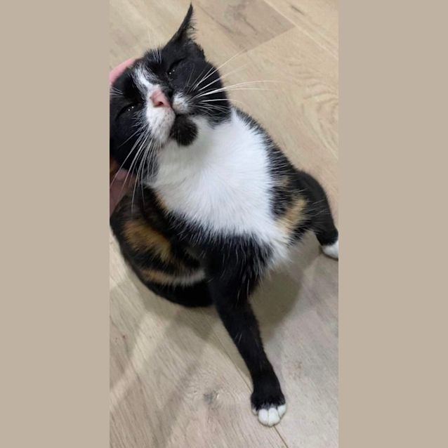 Photo of Callie