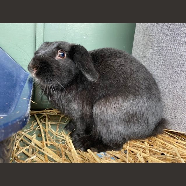 Photo of Arwen