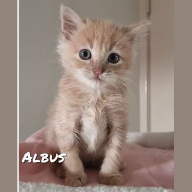 Photo of Albus