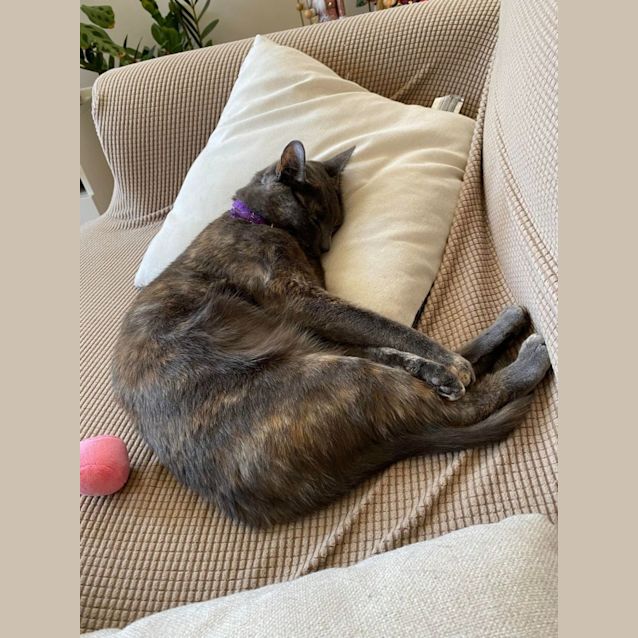 Photo of Noelle 💖