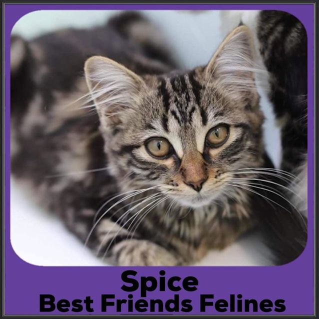 Photo of Spice 