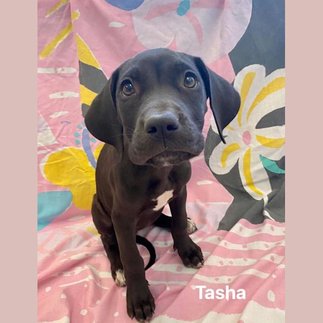 Photo of Tasha