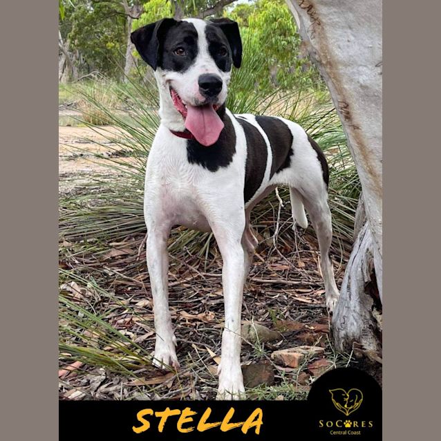 Photo of Stella
