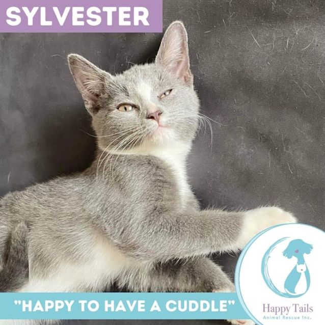 Photo of Sylvester 