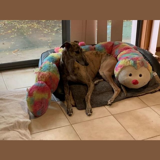 Photo of Sally (Salamina) 