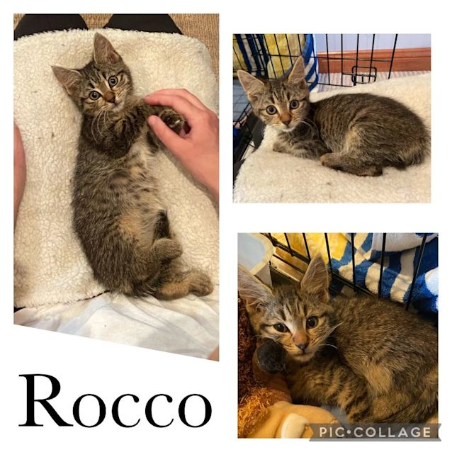 Photo of Rocco