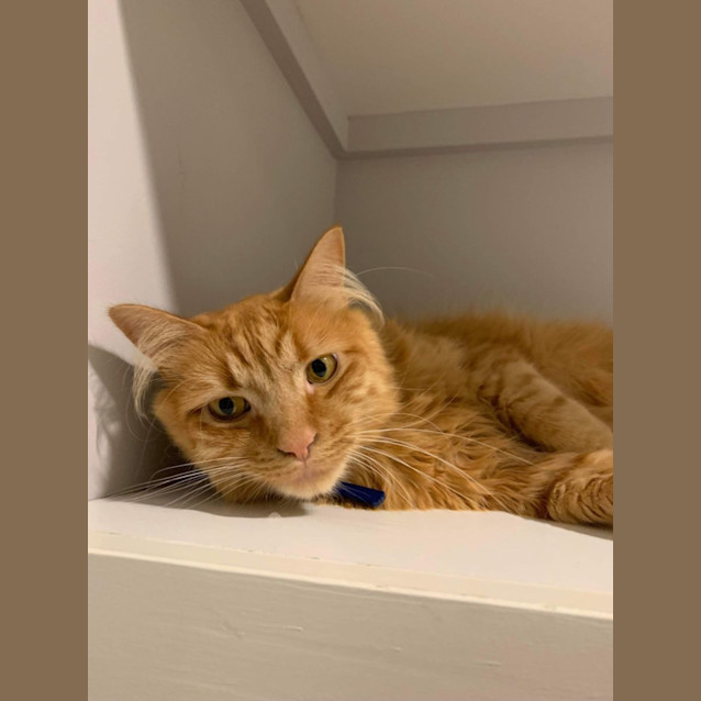 Photo of 🧡 Cedric 🧡