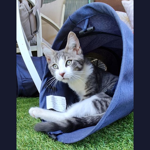 Photo of Caspian And Lilly Rose