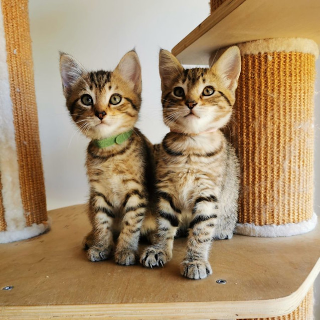 Photo of Marjani & Co