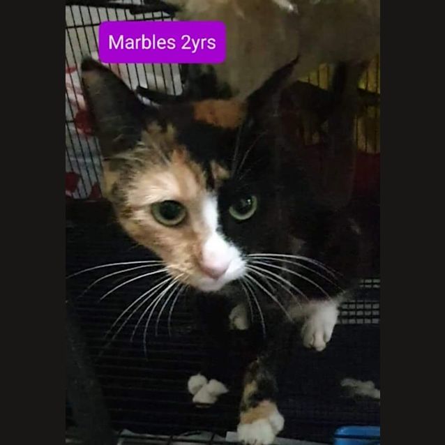Photo of Marbles 