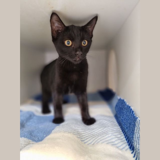 Photo of Salem