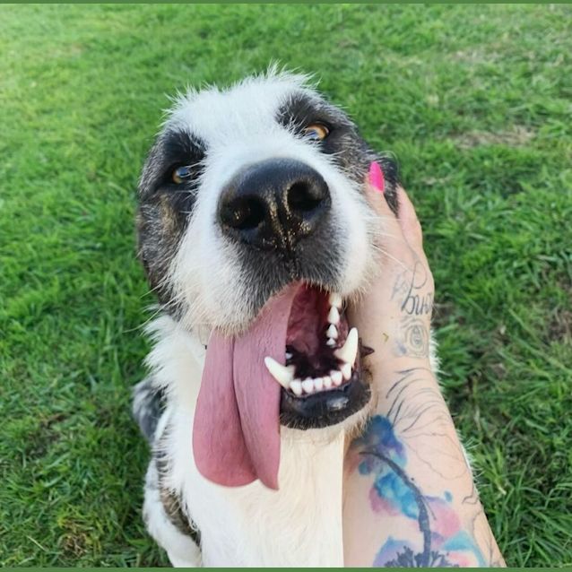 Photo of Luna And Protein