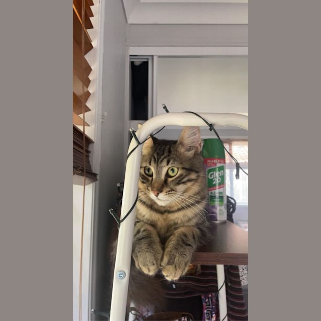 Photo of Louie