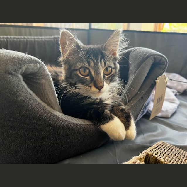 Photo of Ivy **2nd Chance Cat Rescue**