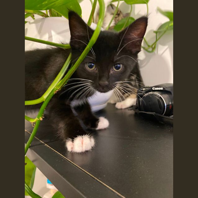 Photo of Dennis