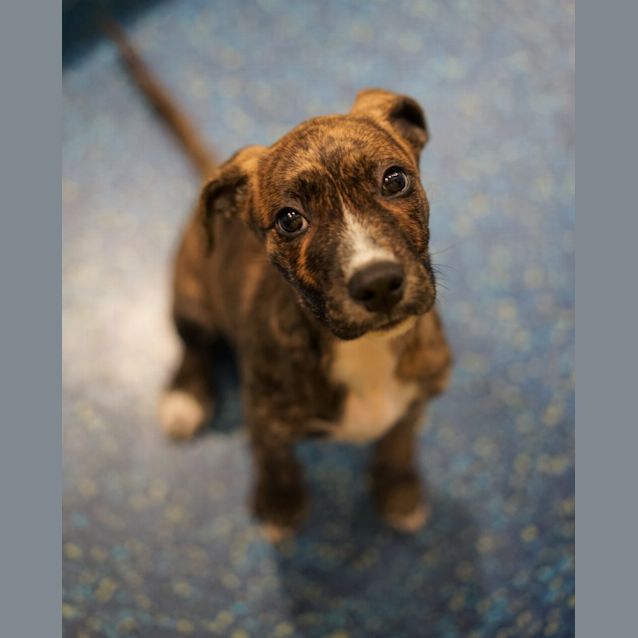 Photo of Remy