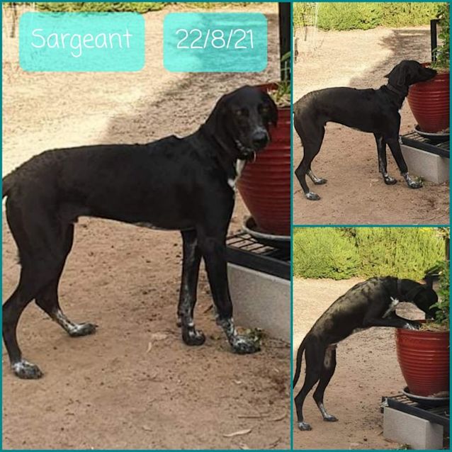 Photo of Sargeant