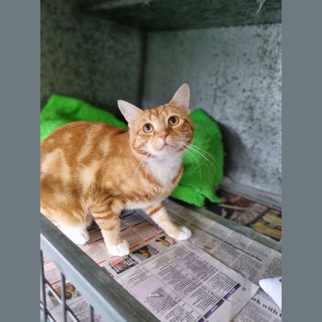 Photo of Garfield Junior