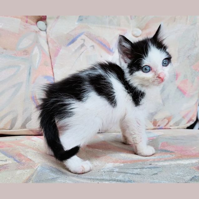 Photo of Rumpleteazer