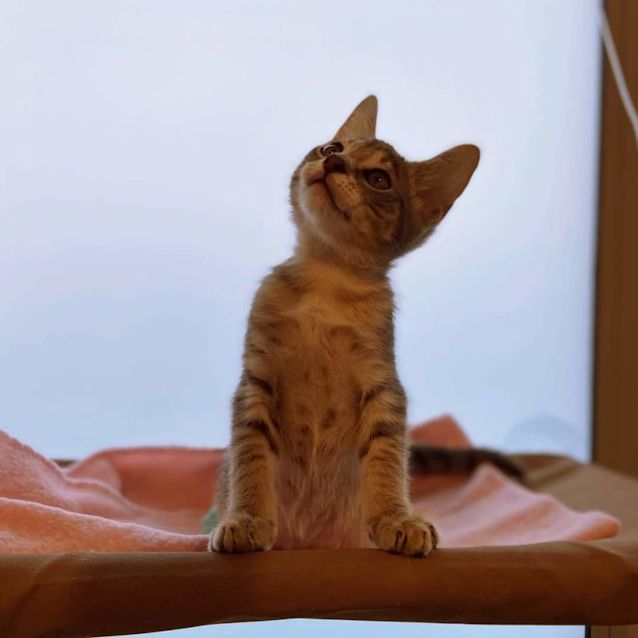 Photo of Lunar