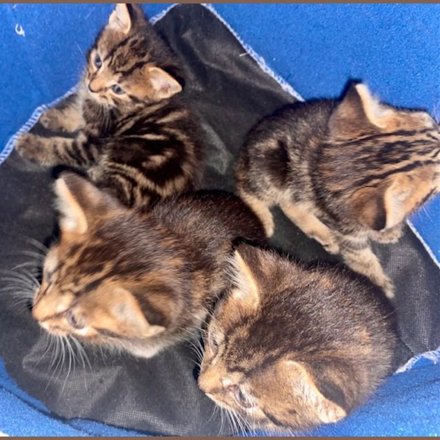 Photo of Bengal Cross Litter Of 5