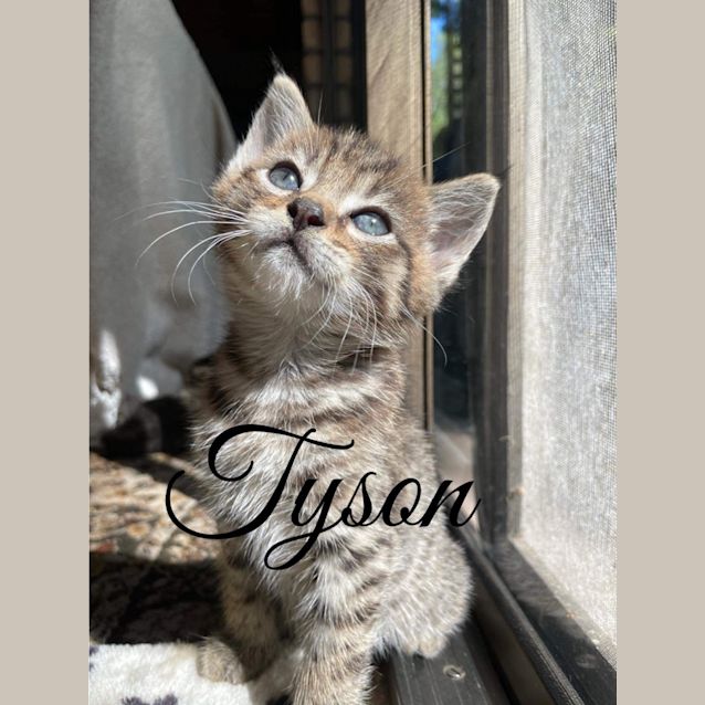 Photo of Tyson