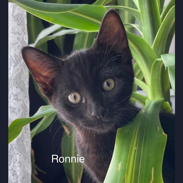 Photo of Ronnie