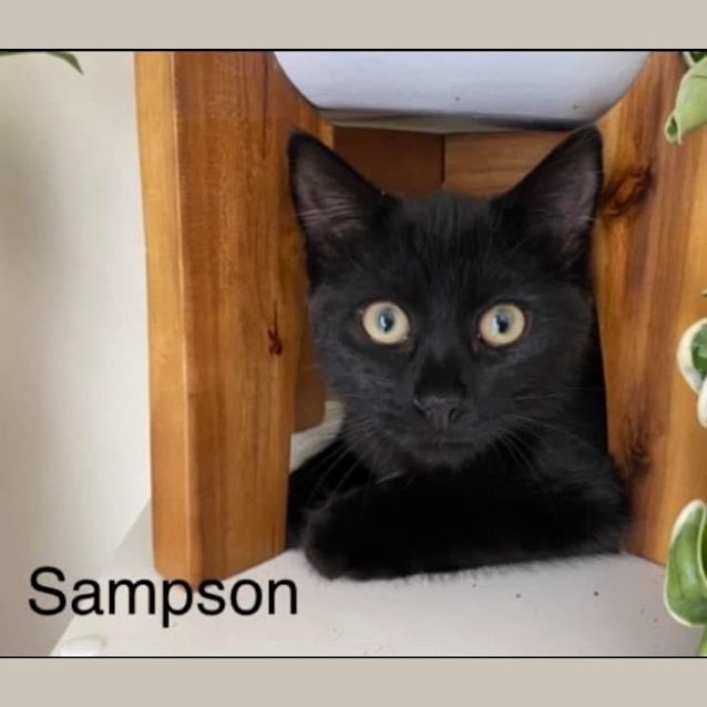 Photo of Sampson