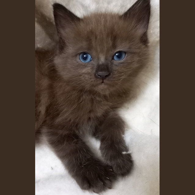 Photo of Chico 