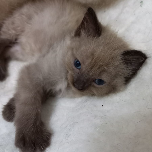 Photo of Coco