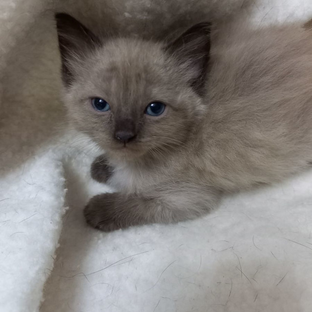 Photo of Coco