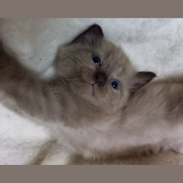 Photo of Coco