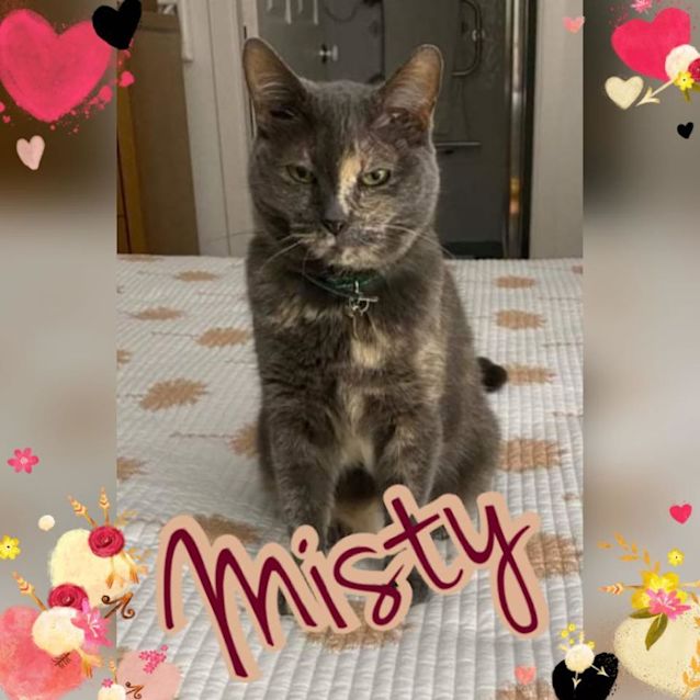 Photo of Misty