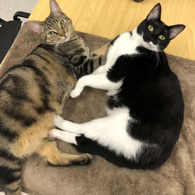 Photo of Chips & Sasha