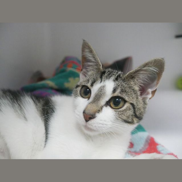 Photo of Aslan Suk009642