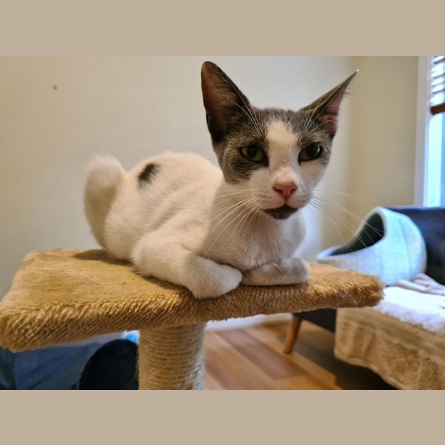 Cat for adoption - Beluga, a Domestic Short Hair in Wichita, KS