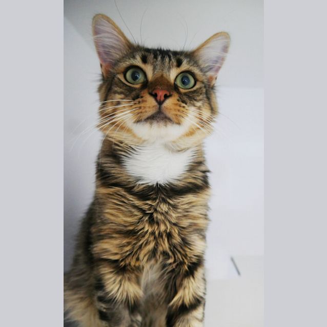 Photo of Chip Sua009615