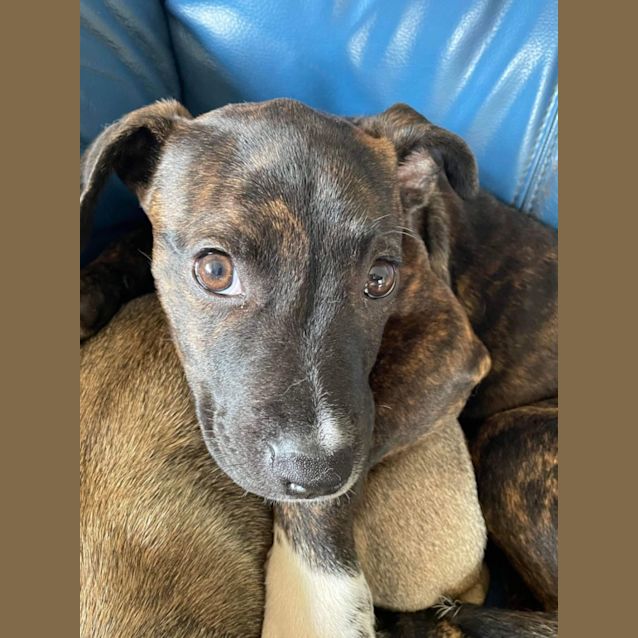 Indi 🥰 - Medium Female Staffy x Bull Arab x Kelpie Mix Dog in NSW - PetRescue Indi 🥰 - Medium Female Staffy x Bull Arab x Kelpie Mix Dog in NSW - PetRescue
