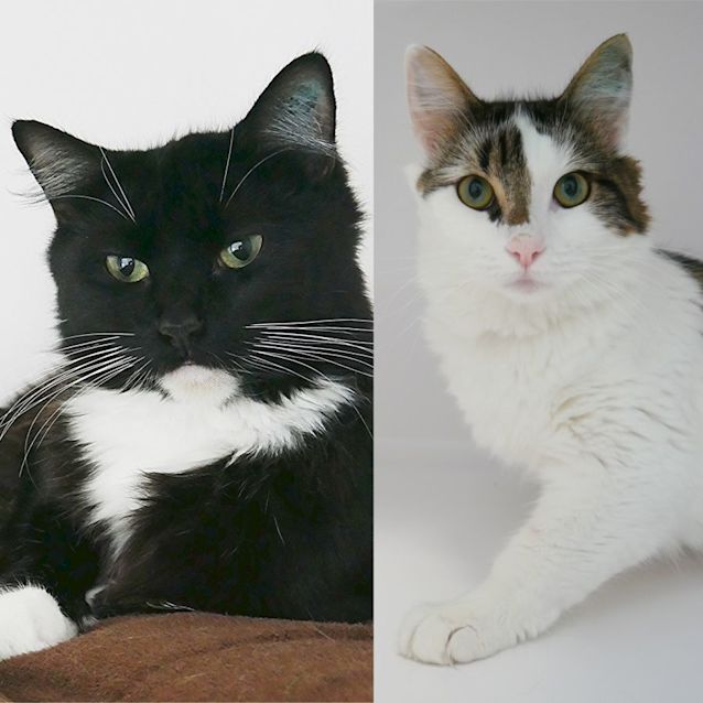 Photo of Foxie & Milo