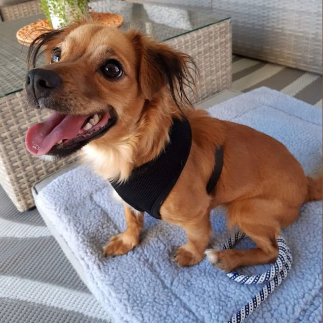 Photo of Gidget Dl2802