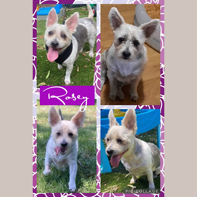 Photo of Rosey