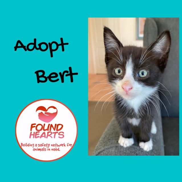 Photo of Bert
