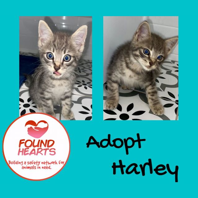 Photo of Harley
