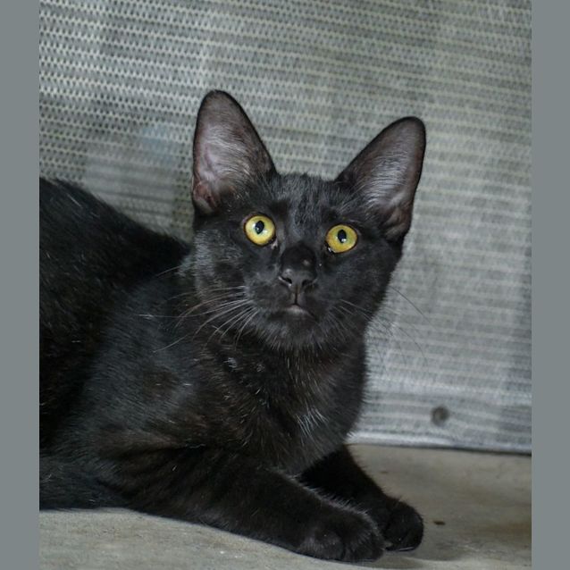 Photo of Shadow