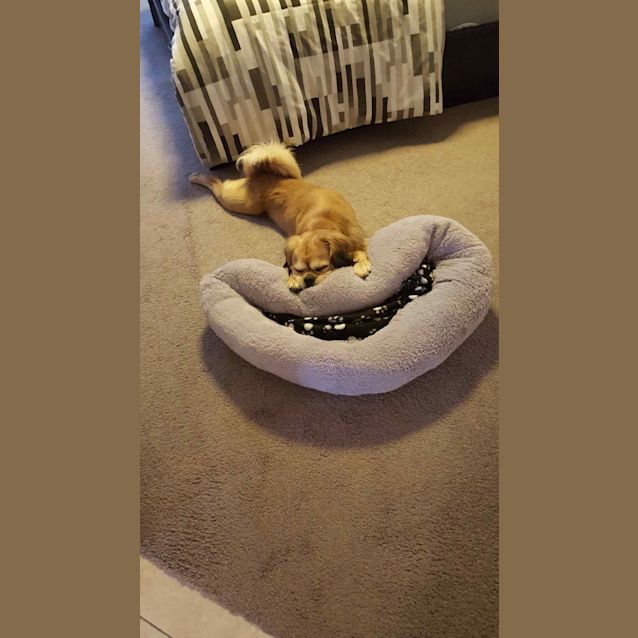 Photo of Baxter